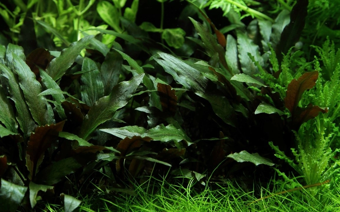 Tropica PCS Pot Cryptocoryne beckettii Petchii x 3